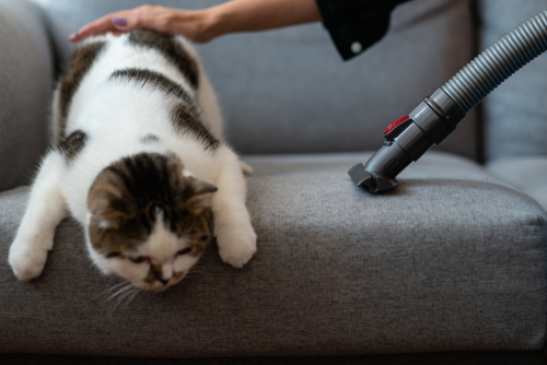 Woman,Using,Vacuum,Cleaner,Remove,Cat,Hair,From,A,Sofa.